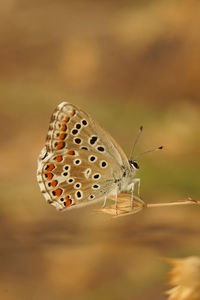 Natural detailed closeup of an adonis blue, lysandra bellargus, butterfly perched with closed wings