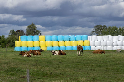 Horses in a field