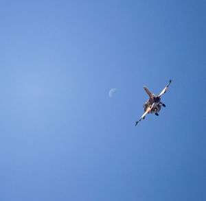 Low angle view of eagle flying against clear blue sky