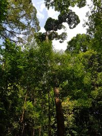 Low angle view of trees in forest against sky