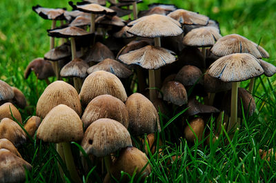 Close-up of mushrooms growing on field