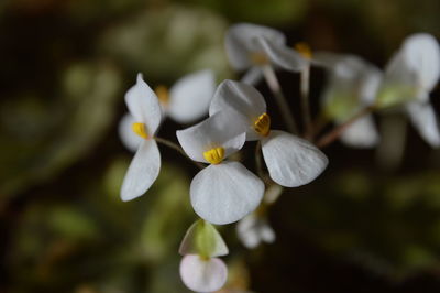 Close-up of white flowering plant