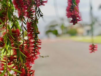 Close-up of red flowering plant