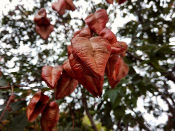 Close-up of red leaves on branch
