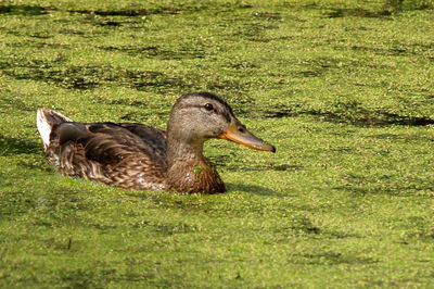 Side view of a duck on field