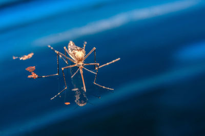 Close-up of spider