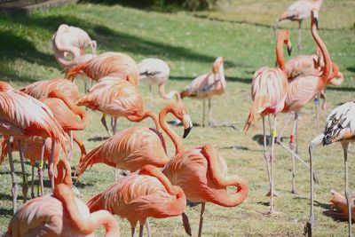 Flock of birds in pasture