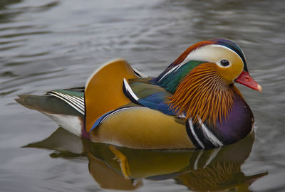 A manadrin duck - aix galericulata