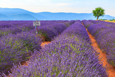 Scenic view of flowering plants on field against sky