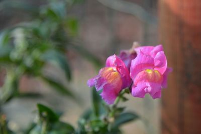 Close-up of pink flowers blooming outdoors