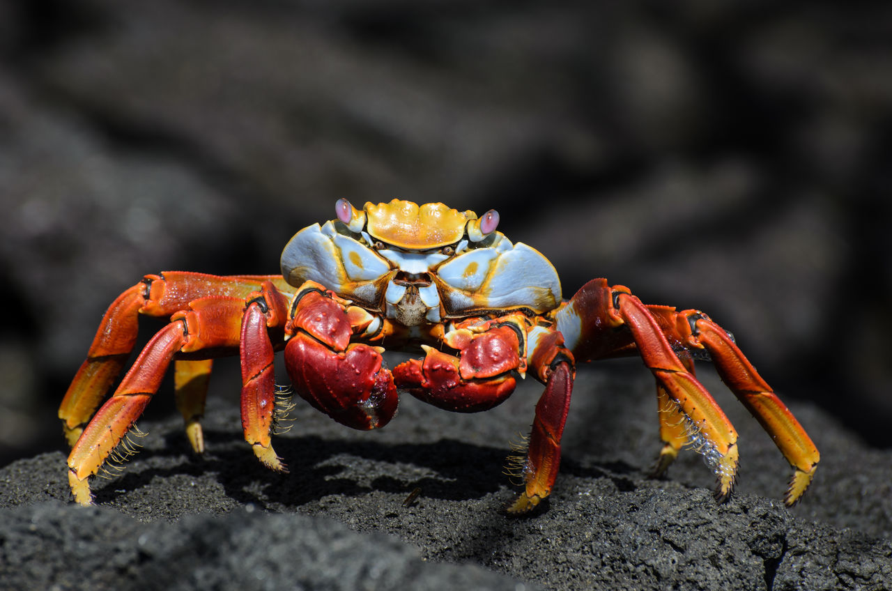 CLOSE-UP OF CRAB ON THE BEACH