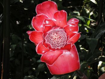 Close-up of red flower