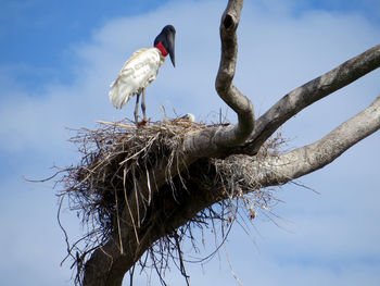 Low angle view of bird on nest against sky