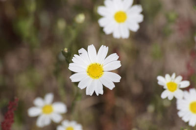 Close-up of white daisy flowers