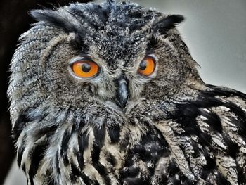 Close-up of owl