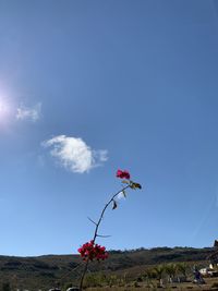 Low angle view of red flowering plant against sky
