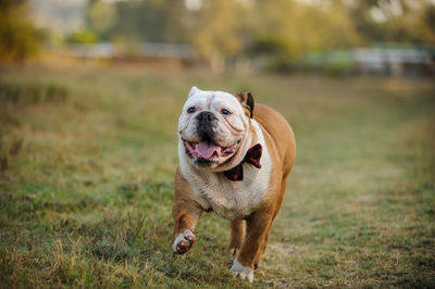 English bulldog running on grassy field