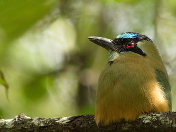 Closeup portrait of blue-crowned motmot momotus momota sitting in tree vilcabamba, ecuador.