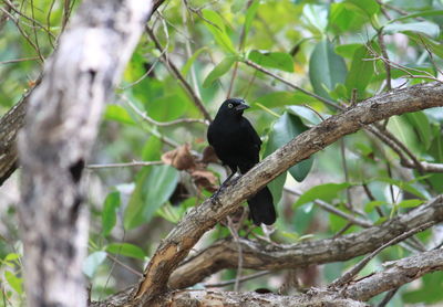 Low angle view of bird perching on tree