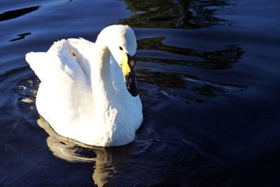 Swan floating on lake