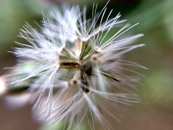Close-up of dandelion flower