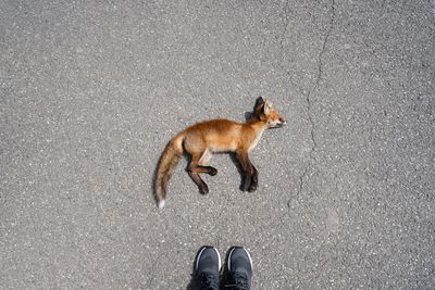 Dead fox on the road