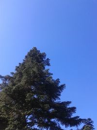 Low angle view of tree against blue sky