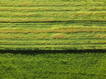 Full frame shot of agricultural field