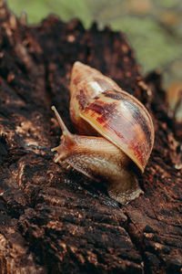 Close-up of shell on wood