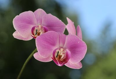 Close-up of pink orchid flower