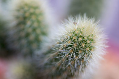 Close-up of cactus