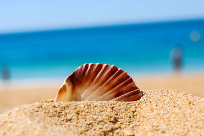 Close-up of seashell on beach