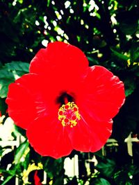 Close-up of red rose flower