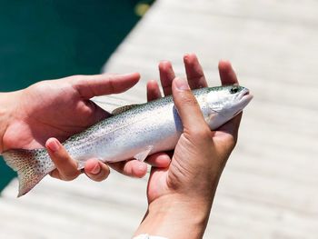 Close-up of hand holding dead fish on pier