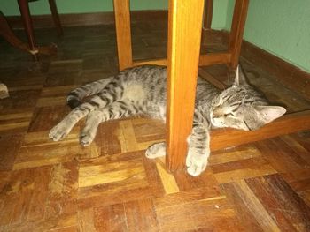 Cat lying on hardwood floor