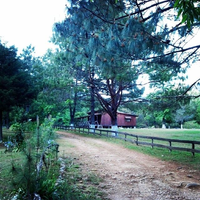 tree, architecture, built structure, building exterior, house, transportation, day, growth, sky, no people, branch, outdoors, road, clear sky, nature, text, the way forward, field, tree trunk, grass