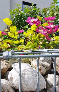 Close-up of pink flowering plants on rocks