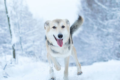 Portrait of dog in snow