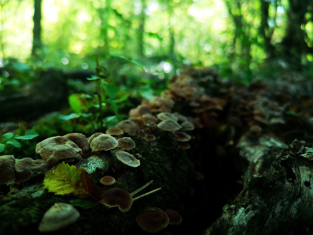 forest, nature, green, natural environment, plant, tree, land, woodland, leaf, rainforest, growth, moss, beauty in nature, fungus, environment, tree trunk, sunlight, no people, vegetable, plant part, mushroom, trunk, jungle, tranquility, outdoors, selective focus, close-up, food, day, old-growth forest, focus on foreground, non-urban scene, freshness, water