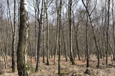 Bare trees in forest