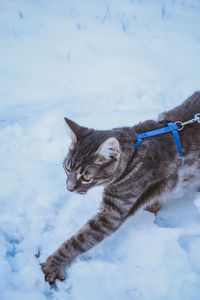 Young cat walking on snow during winter