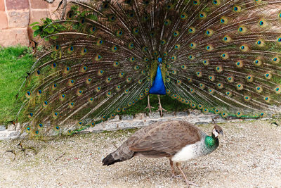 View of peacock on field