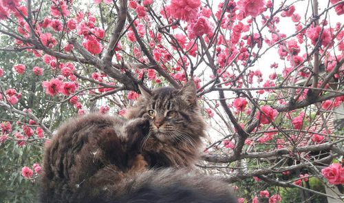 Low angle view of cat against pink flowering tree