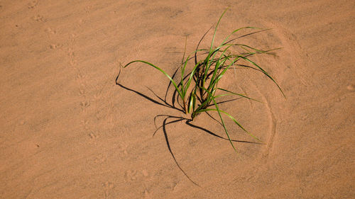 Close-up of plant growing on sand