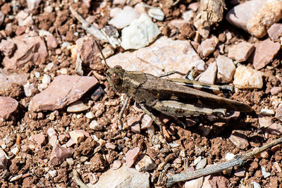 High angle view of butterfly on rock