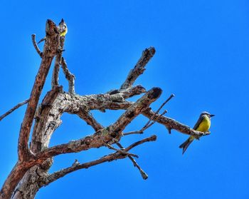 Low angle view of bird perching on tree against blue sky