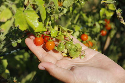 Close-up of hand holding tomatoes