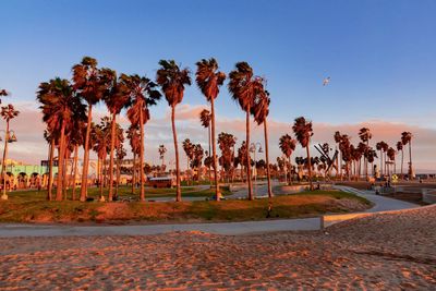 Scenic view of palm trees against clear sky