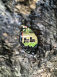 Close-up of insect on tree trunk