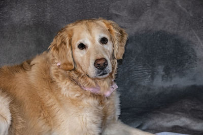 Portrait of golden retriever